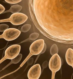 Egg and Sperm Examination