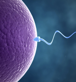 Introduction of sperm into The Egg