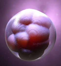 embryo transfer